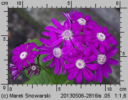 Pericallis ×hybrida (cyneraria wysoka)