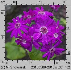 Pericallis ×hybrida (cyneraria wysoka)