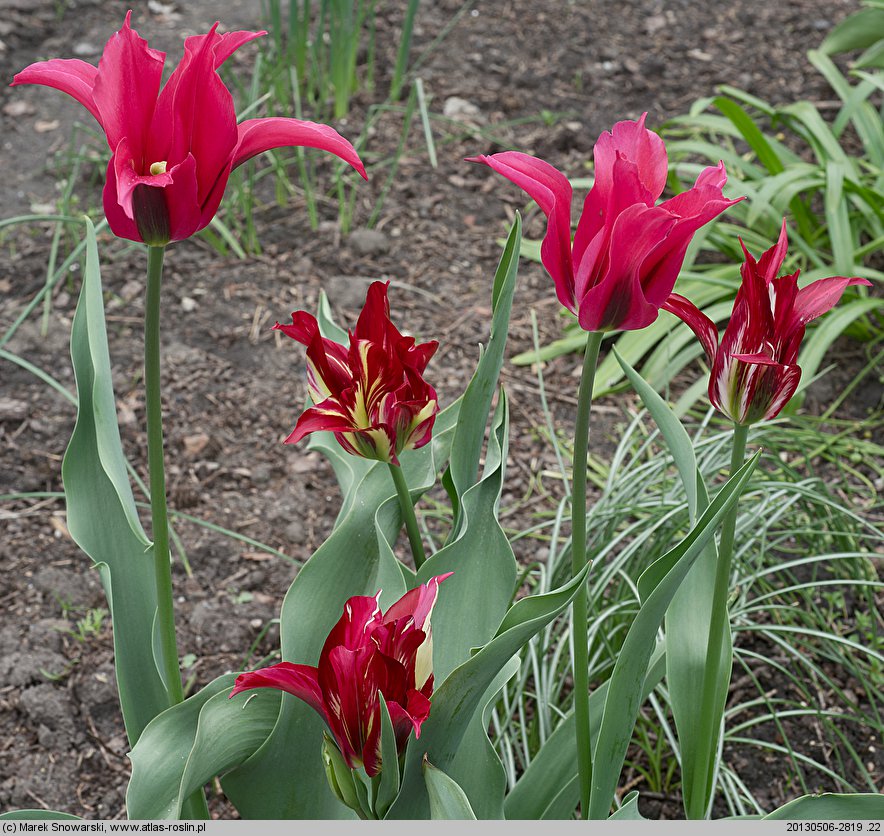 Tulipa Doll's Minuet