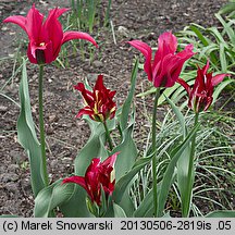 Tulipa Doll's Minuet