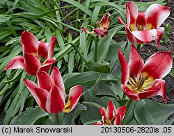 Tulipa Czaar Peter