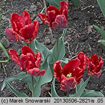 Tulipa Rococo