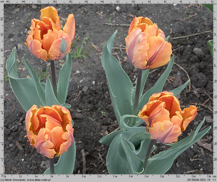 Tulipa Irene