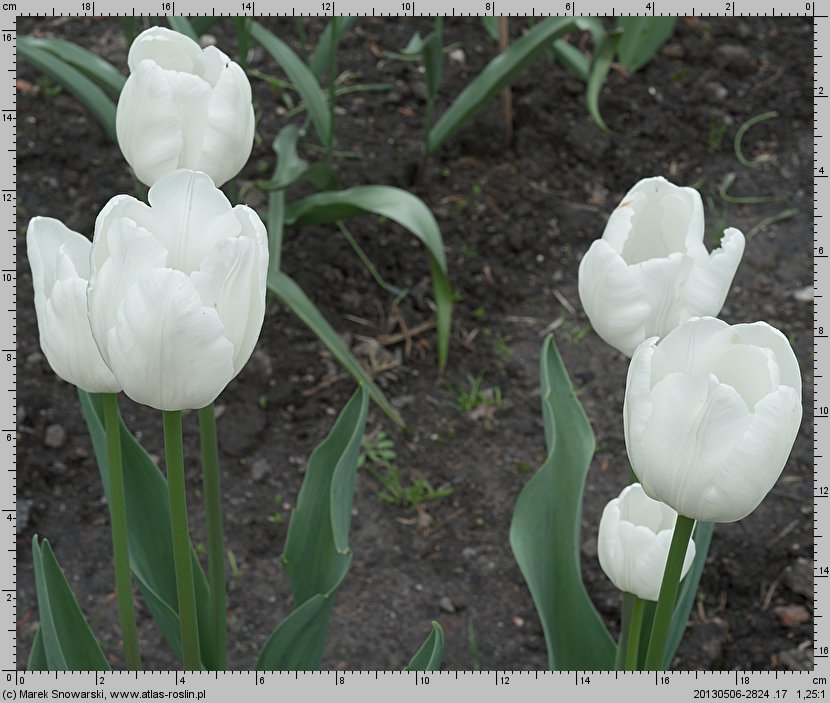 Tulipa White Dream