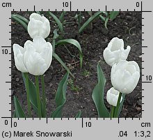 Tulipa White Dream