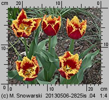 Tulipa Davenport