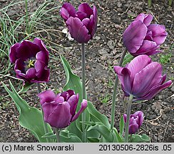 Tulipa Purple Rain