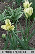 Tulipa Spring Green