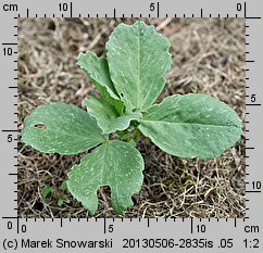 Vicia faba ssp. faba (bób)