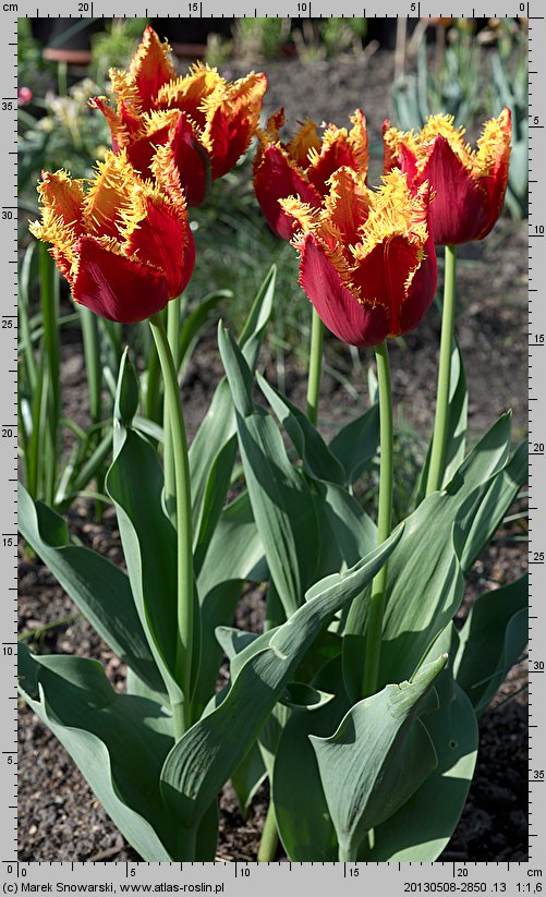 Tulipa Davenport