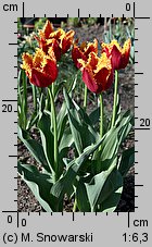 Tulipa Davenport