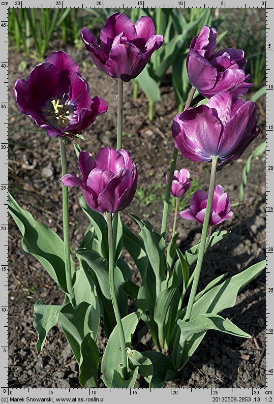 Tulipa Purple Rain