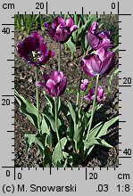 Tulipa Purple Rain