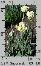 Tulipa Spring Green