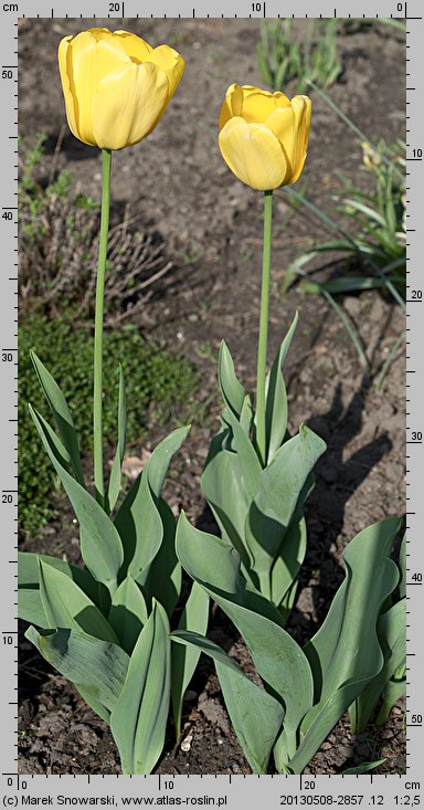 Tulipa Golder Parade