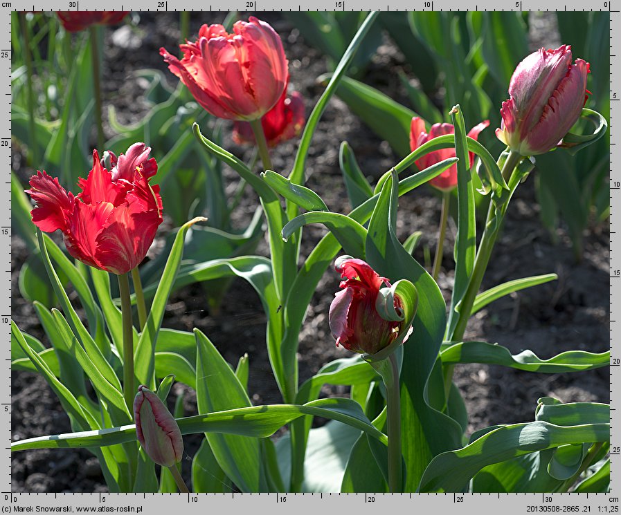 Tulipa Orange Favourite