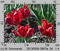 Tulipa Rococo