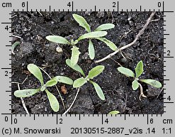 Matthiola longipetala ssp. bicornis (lewkonia długopłatkowa)