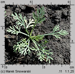 Eschscholzia californica (pozłotka kalifornijska)