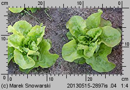 Lactuca sativa var. capitata (sałata głowiasta masłowa)