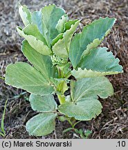 Vicia faba ssp. faba (bób)