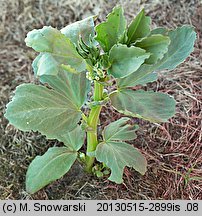 Vicia faba ssp. faba (bób)