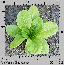 Lactuca sativa var. longifolia (sałata rzymska)