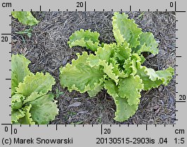 Lactuca sativa var. crispa (sałata głowiasta krucha)