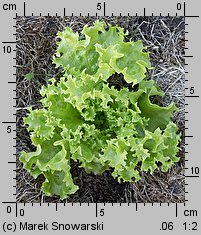 Lactuca sativa var. foliosa (sałata liściowa)