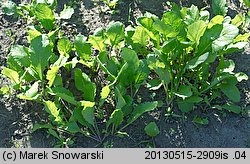 Brassica rapa ssp. rapa (kapusta właściwa typowa)