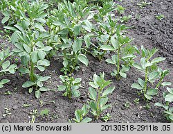 Vicia faba ssp. faba (bób)