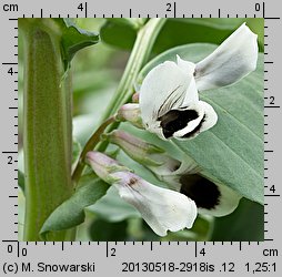 Vicia faba ssp. faba (bób)