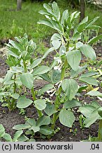 Vicia faba ssp. faba (bób)