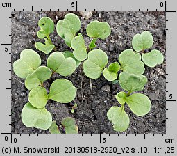 Convolvulus tricolor (powój trójbarwny)