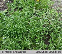 Myosotis arvensis (niezapominajka polna)