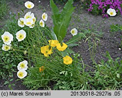 Papaver nudicaule (mak nagołodygowy)