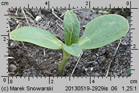 Helianthus annuus (słonecznik zwyczajny)