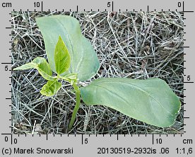 Vigna unguiculata ssp. sesquipedalis (wspięga chińska)