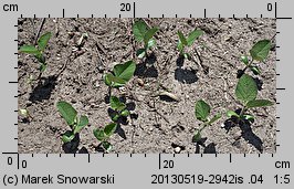 Glycine max (soja warzywna)