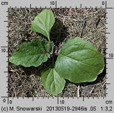 Solanum melongena (oberżyna)