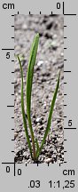 Scorzonera hispanica (wężymord czarny korzeń)