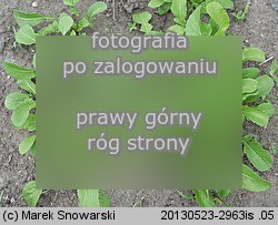 Eruca vesicaria ssp. sativa (rokietta siewna)