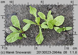 Beta vulgaris var. cicla (burak liściowy)