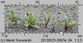 Beta vulgaris ssp. vulgaris var. conditiva (burak ćwikłowy)