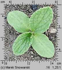 Borago officinalis (ogórecznik lekarski)