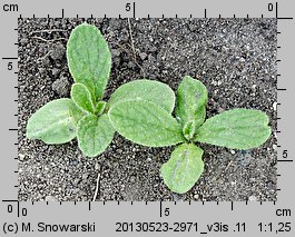 Borago officinalis (ogórecznik lekarski)