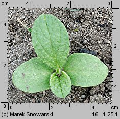 Borago officinalis (ogórecznik lekarski)