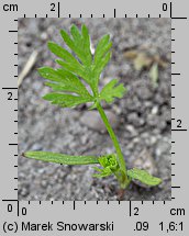 Daucus carota ssp. sativus (marchew zwyczajna uprawna)