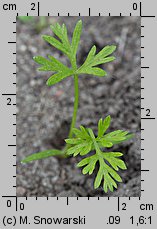 Daucus carota ssp. sativus (marchew zwyczajna uprawna)