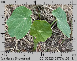 Tropaeolum majus (nasturcja większa)